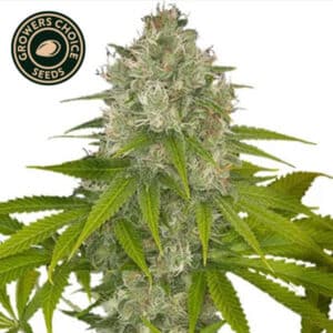 OG Kush Feminized By Growers Choice Seeds