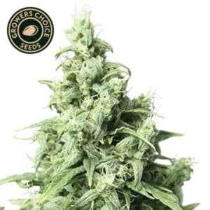 Obama Kush Feminized By Growers Choice Seeds