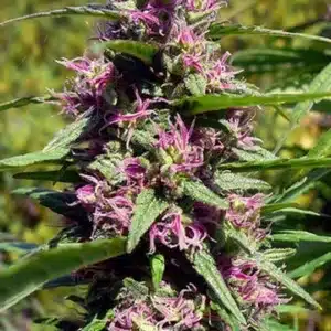 Panama Red Feminized By Growers Choice Seeds