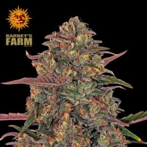 Pineapple Chunk Feminized By Barney's Farm Usa