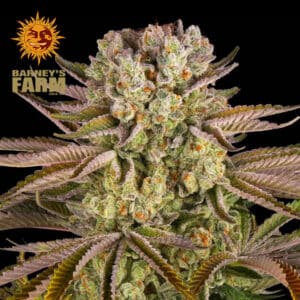 Pineapple Express Feminized By Barney's Farm Usa