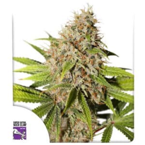 Pineapple Poison Feminized By Super Sativa Seed Club