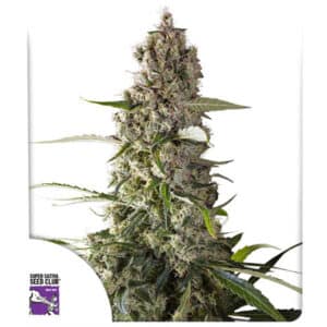 Prima Hollandica Regular By Super Sativa Seed Club