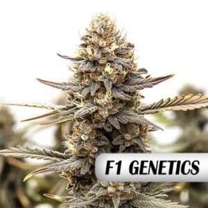 Purple Kush F1 Photo Fem