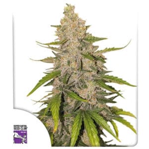 Purple OG Punch Autoflower By Super Sativa Seed Club