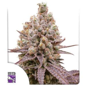 Purple OG Punch Feminized By Super Sativa Seed Club