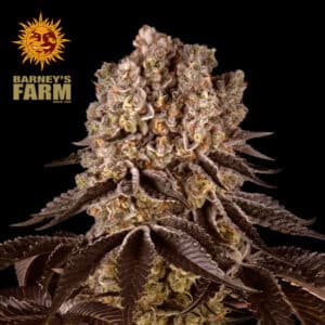 Purple Punch Feminized By Barney's Farm Usa