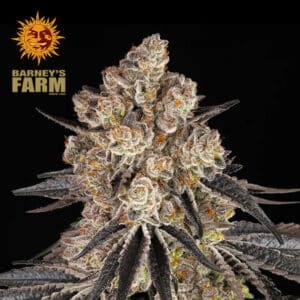 Rainbow Sherbet Feminized By Barney's Farm Usa