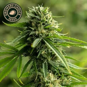 Recon Autoflower By Growers Choice Seeds