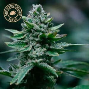 Runtz Feminized By Growers Choice Seeds