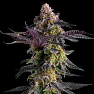 Scented Marker Photo Fem