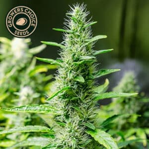 Snoop Dogg OG Feminized By Growers Choice Seeds