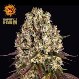 Sour Diesel Feminized By Barney's Farm Usa