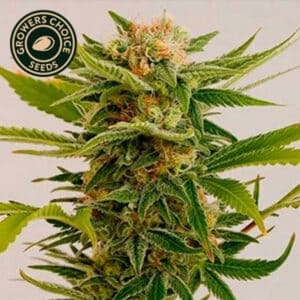 Sour Diesel Feminized By Growers Choice Seeds