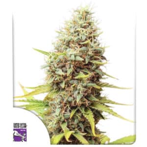 Sour Tangie Dawg Regular By Super Sativa Seed Club