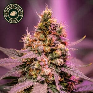 Strawberry Banana Autoflower By Growers Choice Seeds