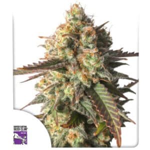 Strawberry Chemdawg OG Feminized By Super Sativa Seed Club