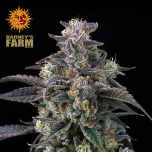 Super Boof Feminized By Barney's Farm Usa
