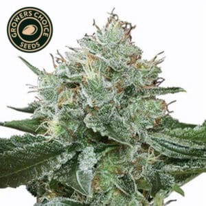 Super Boof Feminized By Growers Choice Seeds