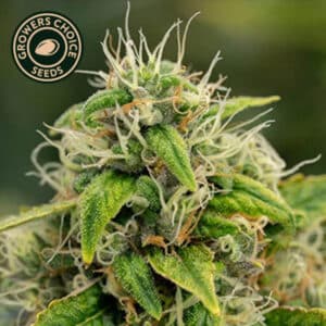Super Sour Diesel Feminized By Growers Choice Seeds
