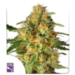 TNT Trichome Feminized By Super Sativa Seed Club