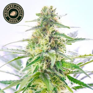 Tangerine Dream Autoflower By Growers Choice Seeds