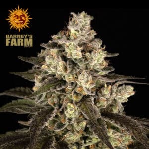 Trainwreck Feminized By Barney's Farm Usa