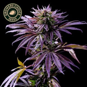 Tropicana Cookies Autoflower By Growers Choice Seeds