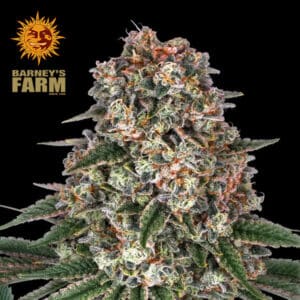 Tropicanna Banana Feminized By Barney's Farm Usa