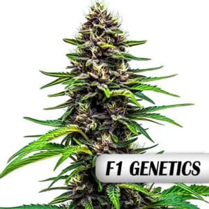 Watermelon F1 Photo Fem