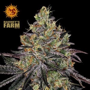 Watermelon Z Feminized By Barney's Farm Usa