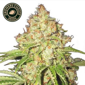 White Russian Feminized By Growers Choice Seeds