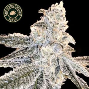 White Truffle Feminized By Growers Choice Seeds