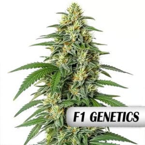White Widow F1 Seeds