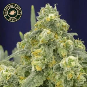 White Widow Feminized By Growers Choice Seeds