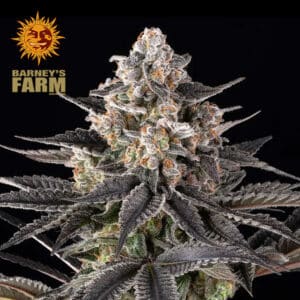Zoap Feminized By Barney's Farm Usa