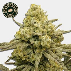 Zoap Feminized By Growers Choice Seeds