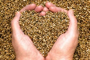 Can Eating Cannabis Seeds Get You High?