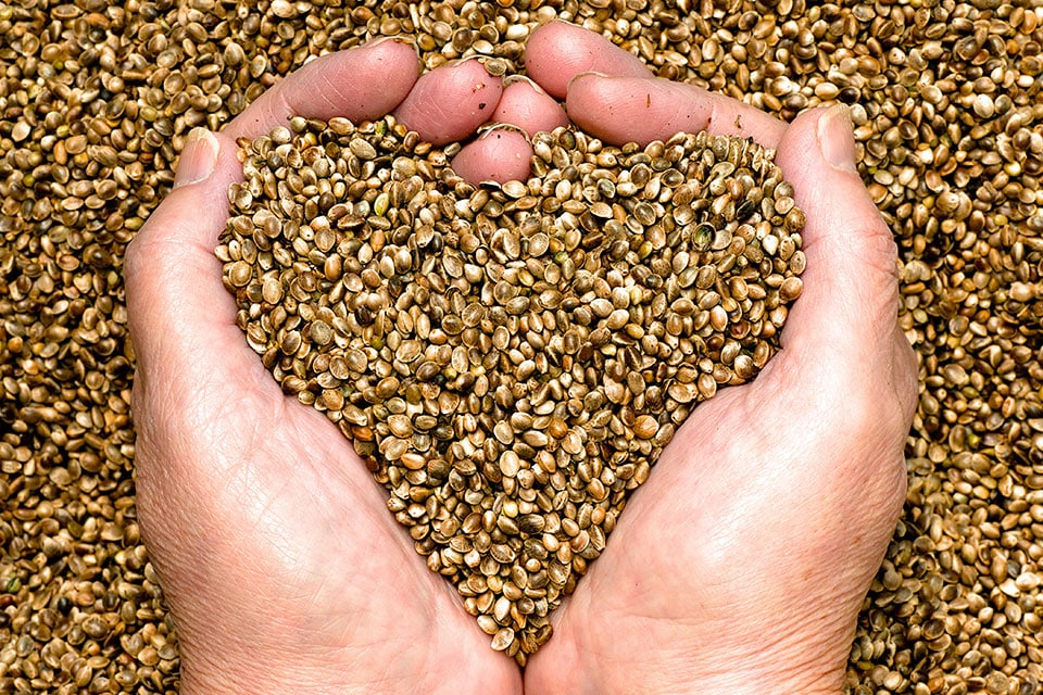 Can Eating Cannabis Seeds Get You High?