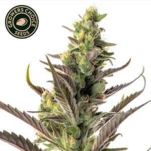 Colombian Gold Autoflower By Growers Choice Seeds