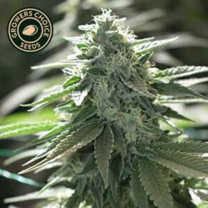 Do-Si-Dos Autoflower By Growers Choice Seeds