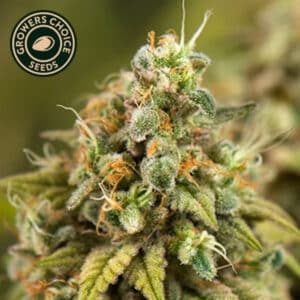 Jamaican Dream Autoflower By Growers Choice Seeds