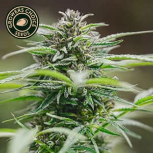 Peanut Butter Breath Autoflower By Growers Choice Seeds