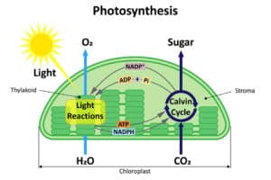 Photosynthesis, The Process That Makes Cannabis Grow