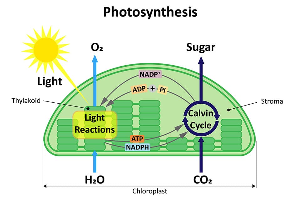 Photosynthesis, The Process That Makes Cannabis Grow
