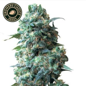 Sour Kush Autoflower By Growers Choice Seeds