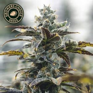 Strawberry Cough Autoflower By Growers Choice Seeds