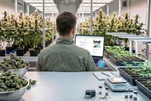 Top 5 Websites to Buy Cannabis Seeds in Bulk
