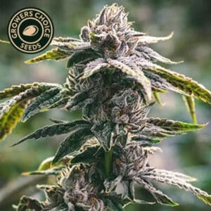 White Tahoe Cookies Autoflower By Growers Choice Seeds