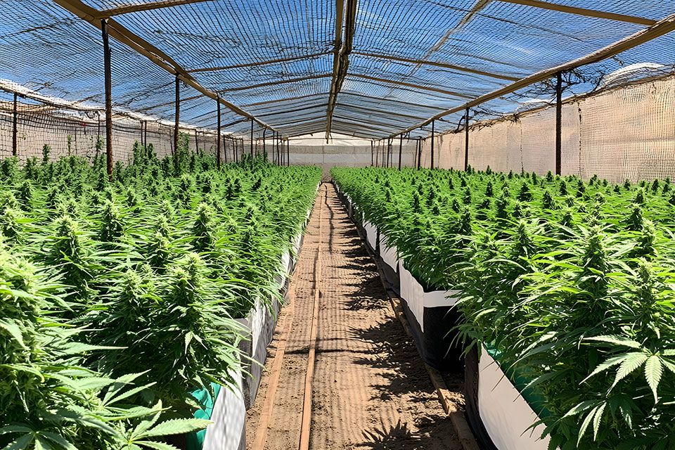 Birds and Cannabis - Symptoms And Solutions